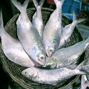 ৮ পিস মাছে ৫ কেজি