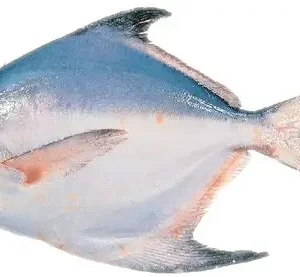 রূপচাঁদা প্রতি কেজি