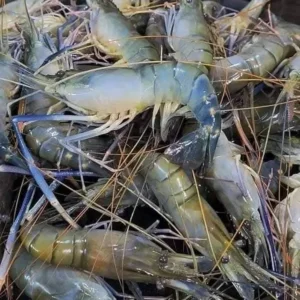 ৫ কেজি নদীর ডিমওয়ালা তরকারি চিংড়ি